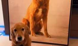 狗子的最新爆料图片视频,最新图片视频揭秘幕后真相